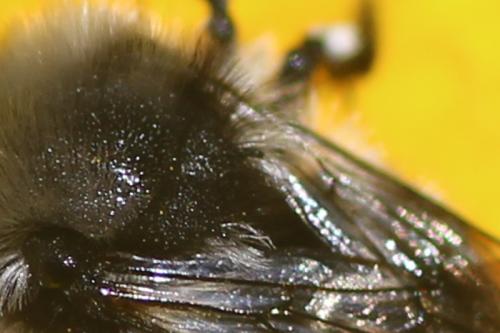 Melecta curvispina
